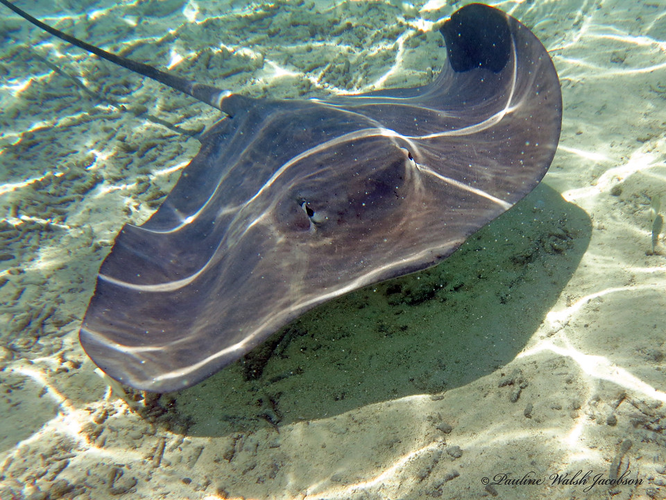 borabora 14 IMG_0896a sm Pink Whipray, Pateobatis fai, South of Motu Piti Aau