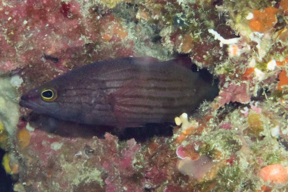 Striped Basslet