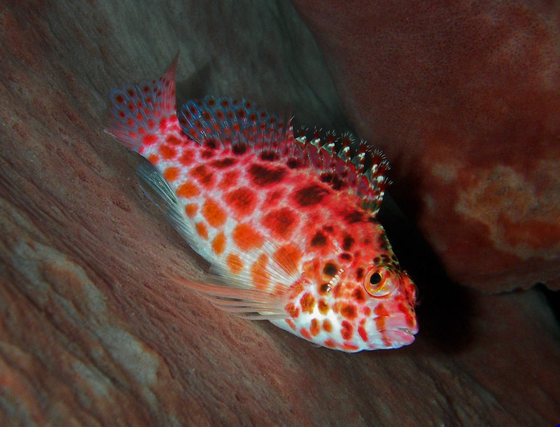 Cirrhitichthys oxycephalus