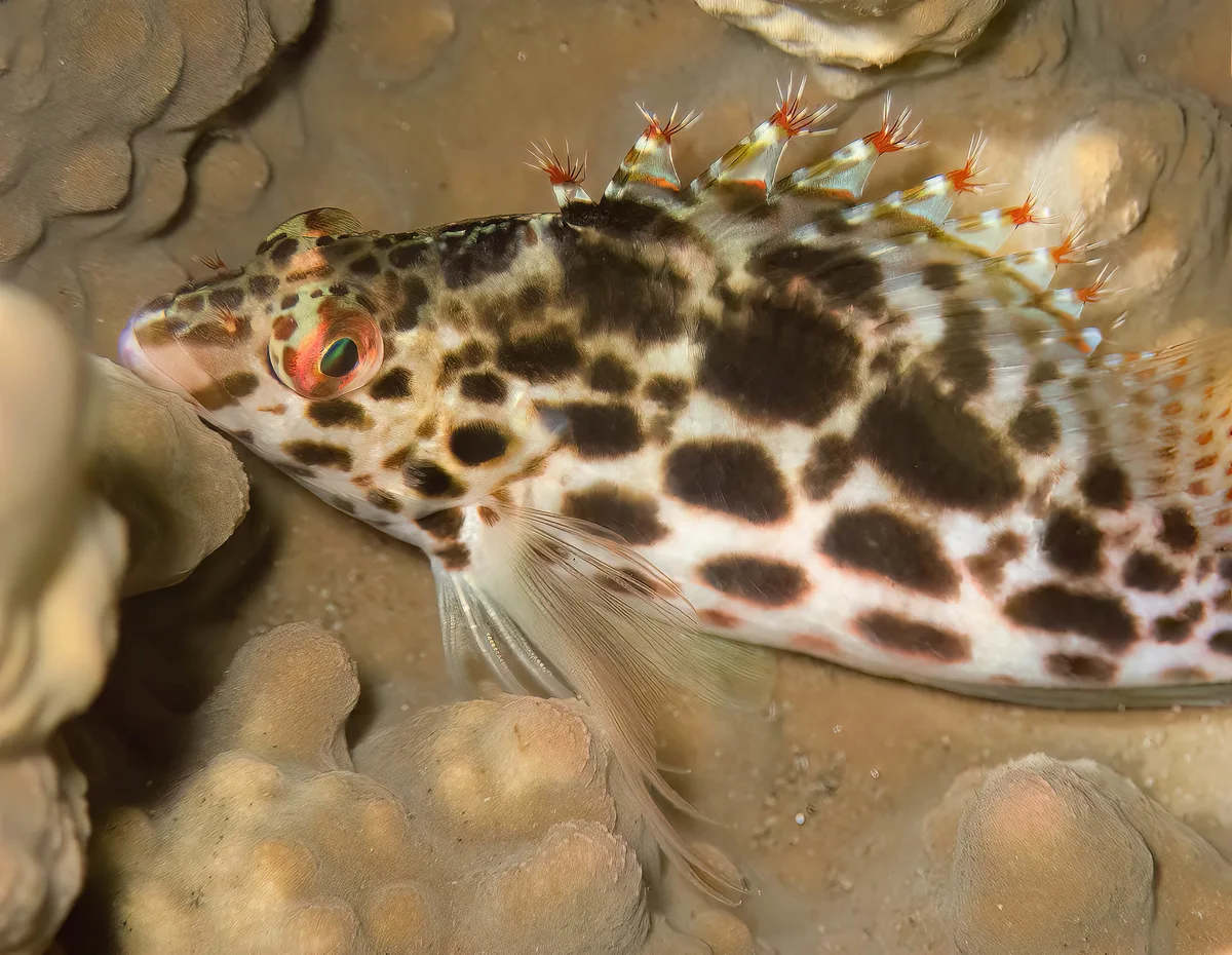 Cirrhitichthys oxycephalus_