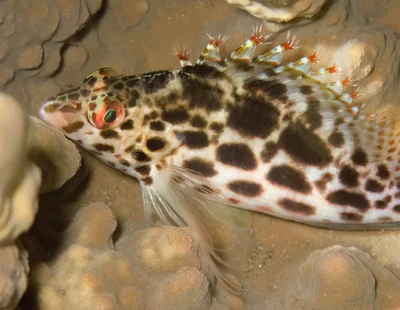 Cirrhitichthys oxycephalus_