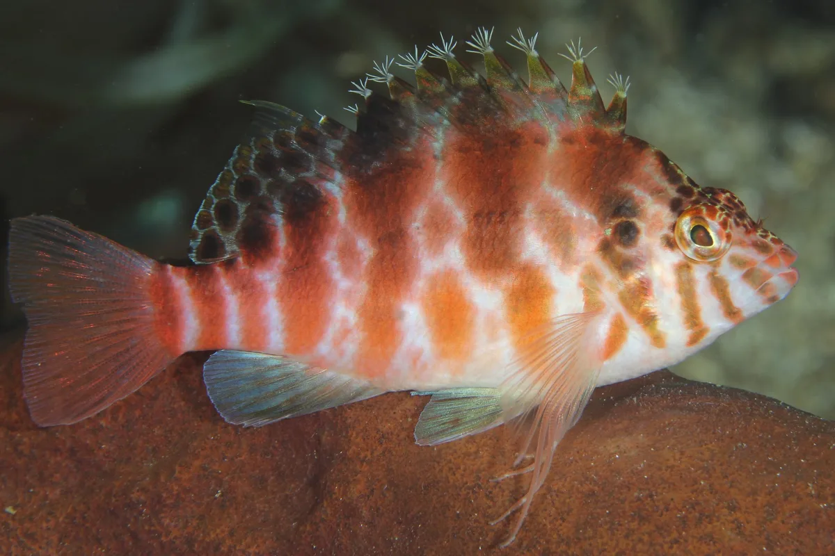 Cirrhitichthys oxycephalus