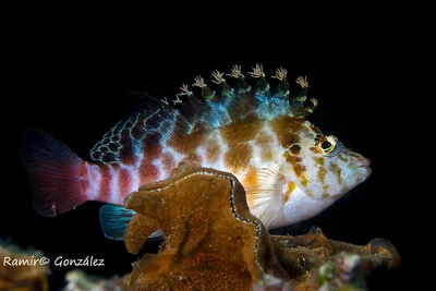 Cirrhitichthys oxycephalus