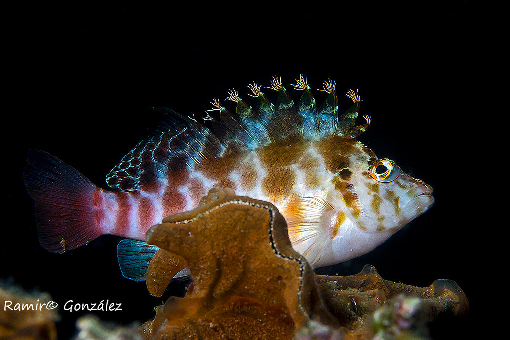 Cirrhitichthys oxycephalus