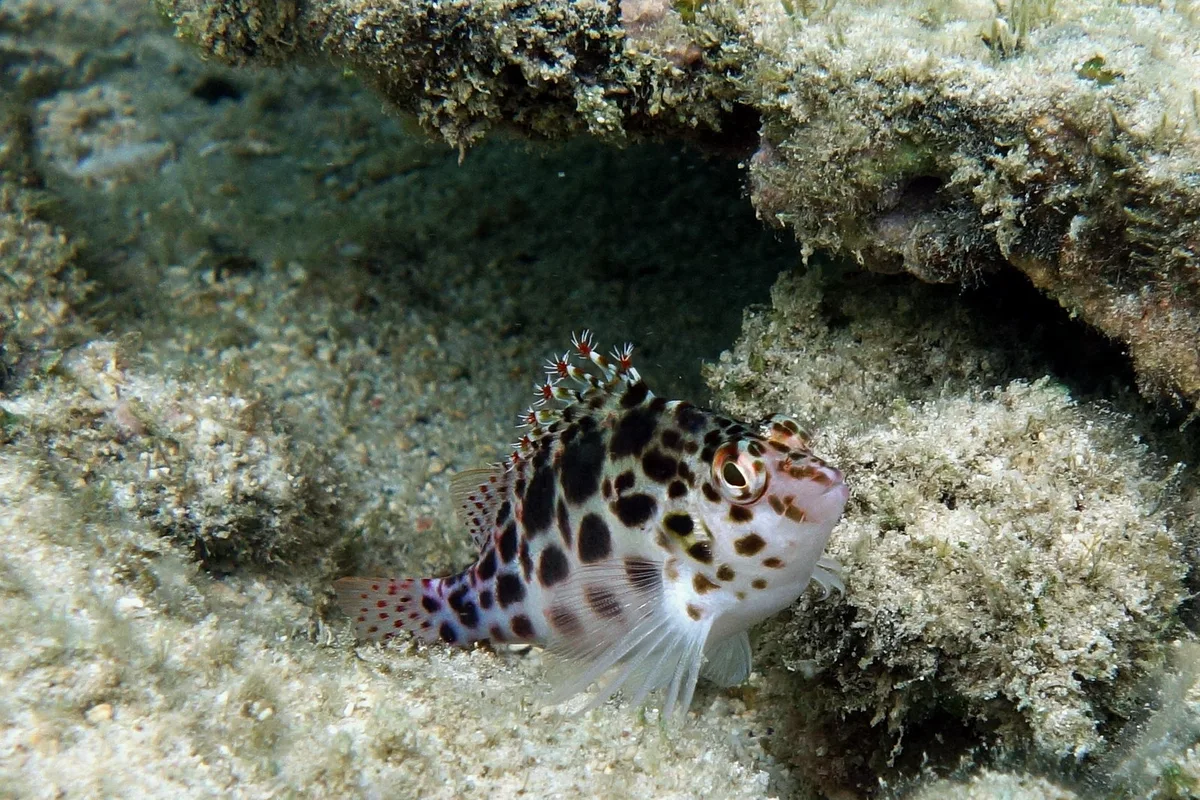 pixie hawkfish possibly Cirrhitichthys oxycephalus