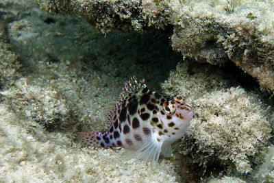 pixie hawkfish  possibly Cirrhitichthys oxycephalus