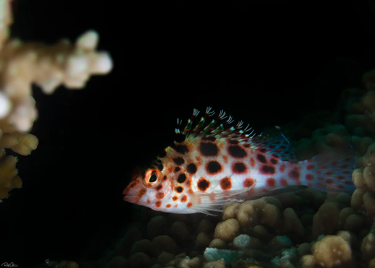 Pixy Hawkfish - Cirrhitichthys oxycephalus