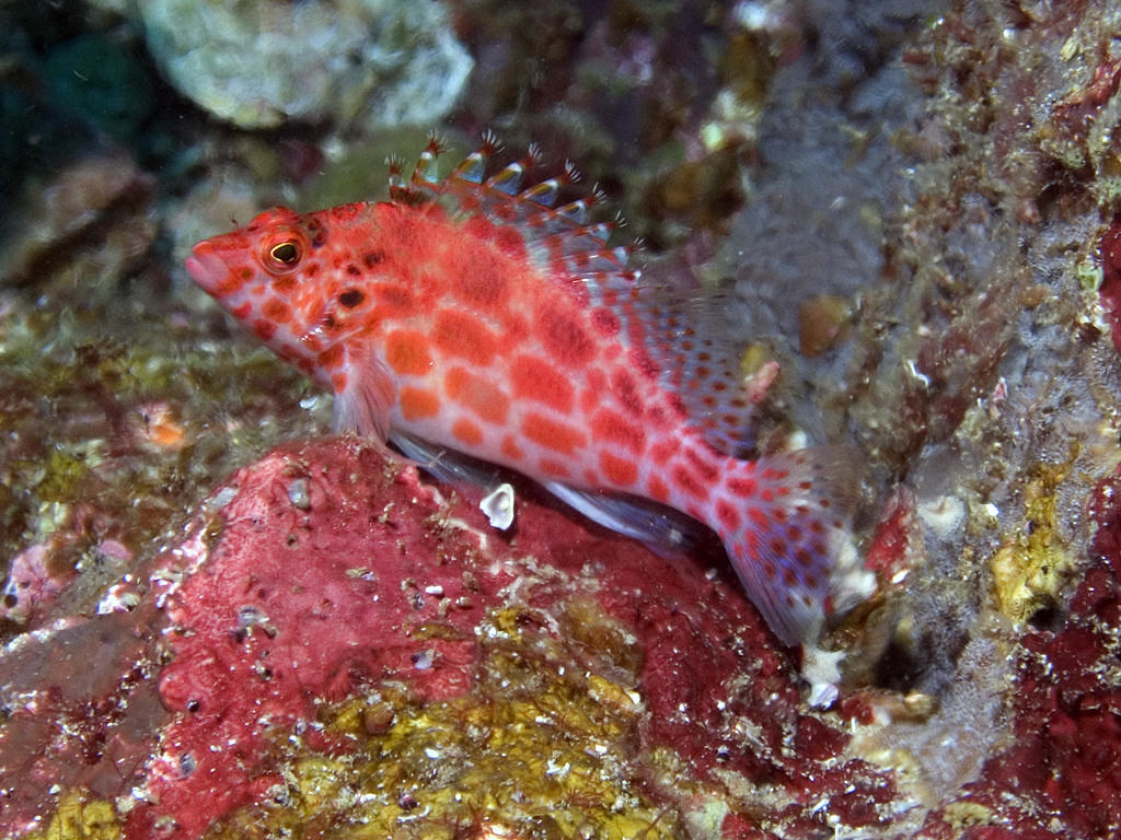 Cirrhitichthys oxycephalus