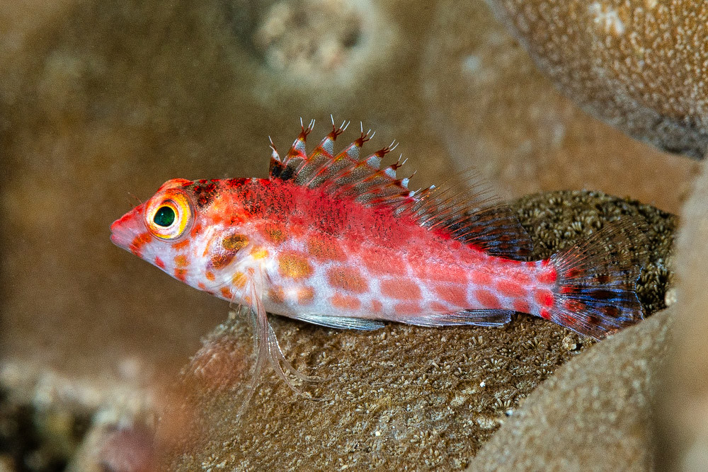 Pixy hawkfish, juvenile - Cirritichthys oxycephalus