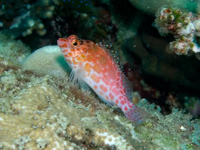 Cirrhitichthys oxycephalus