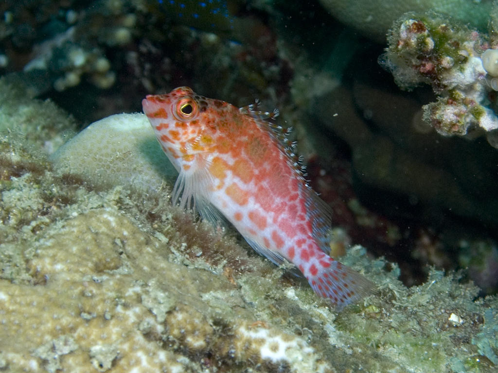 Cirrhitichthys oxycephalus