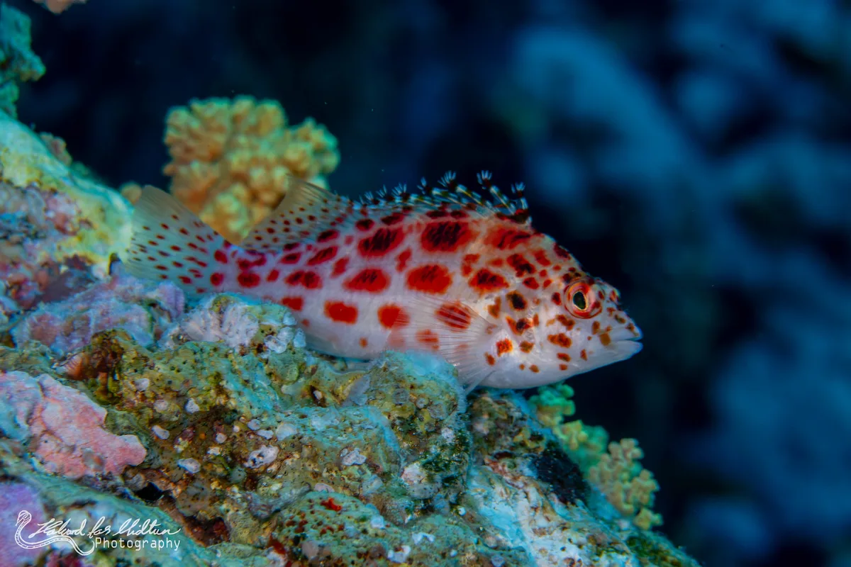 Cirrhitichthys oxycephalus (Coral Hawkfish)