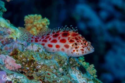 Cirrhitichthys oxycephalus (Coral Hawkfish)