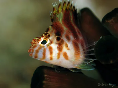 Pixie Hawkfish (Cirrhitichthys oxycephalus)