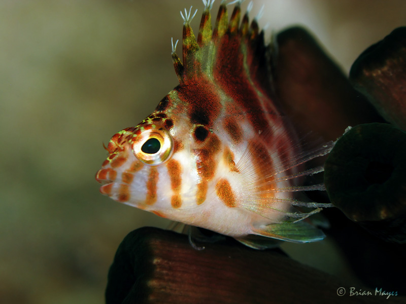 Pixie Hawkfish (Cirrhitichthys oxycephalus)