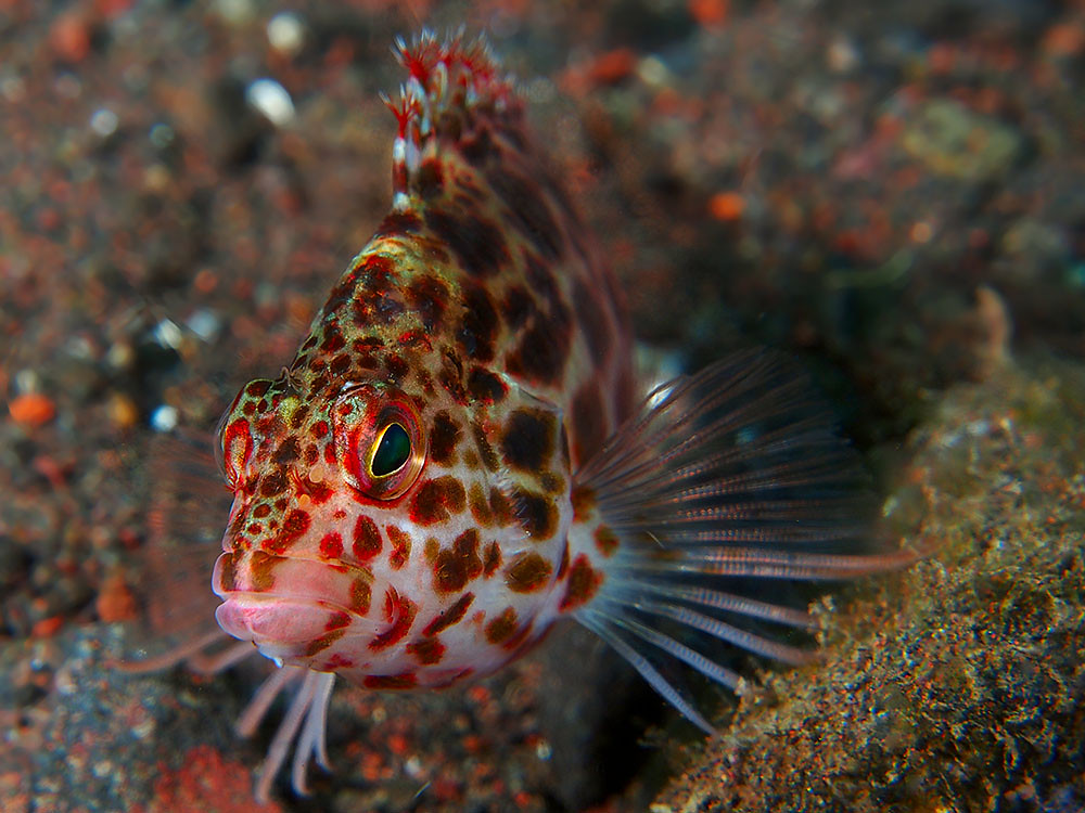 Pixy hawkfish Cirrhitichthys oxycephalus