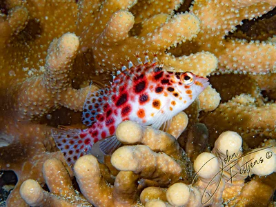 Pixie hawkfish (Cirrhitichthys oxycephalus)