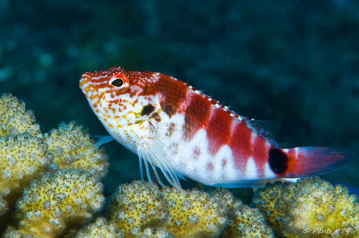 épervier lutin - spotted golden hawkfish - Cirrhitichthys oxycephalus