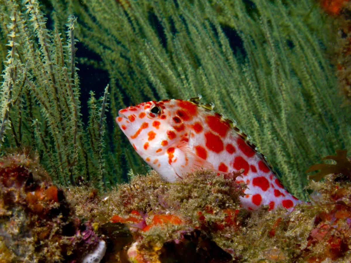 Spotted Hawkfish - <i>Cirrhitichthys oxycephalus</i>