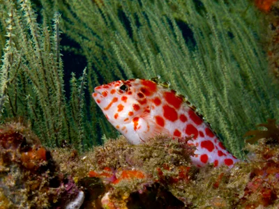 Spotted Hawkfish - <i>Cirrhitichthys oxycephalus</i>