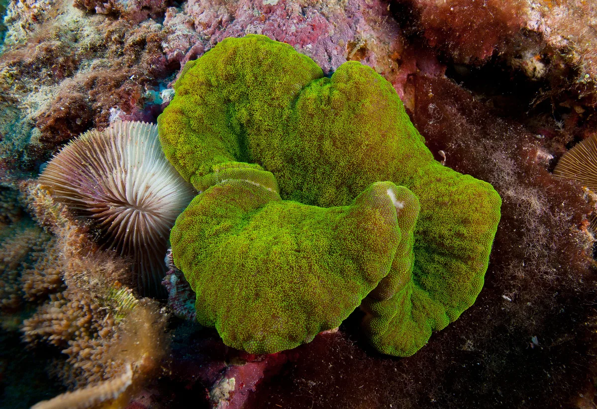 Cryptodendrum adhaesivum