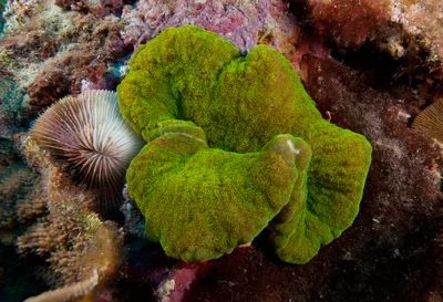 Cryptodendrum adhaesivum
