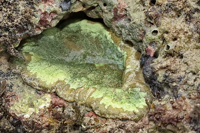 cryptodendrum adhaesivum