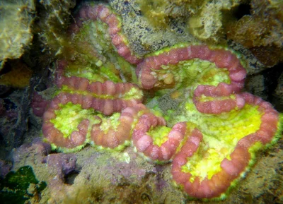 Pizza anemone (Cryptodendrum adhaesivum)
