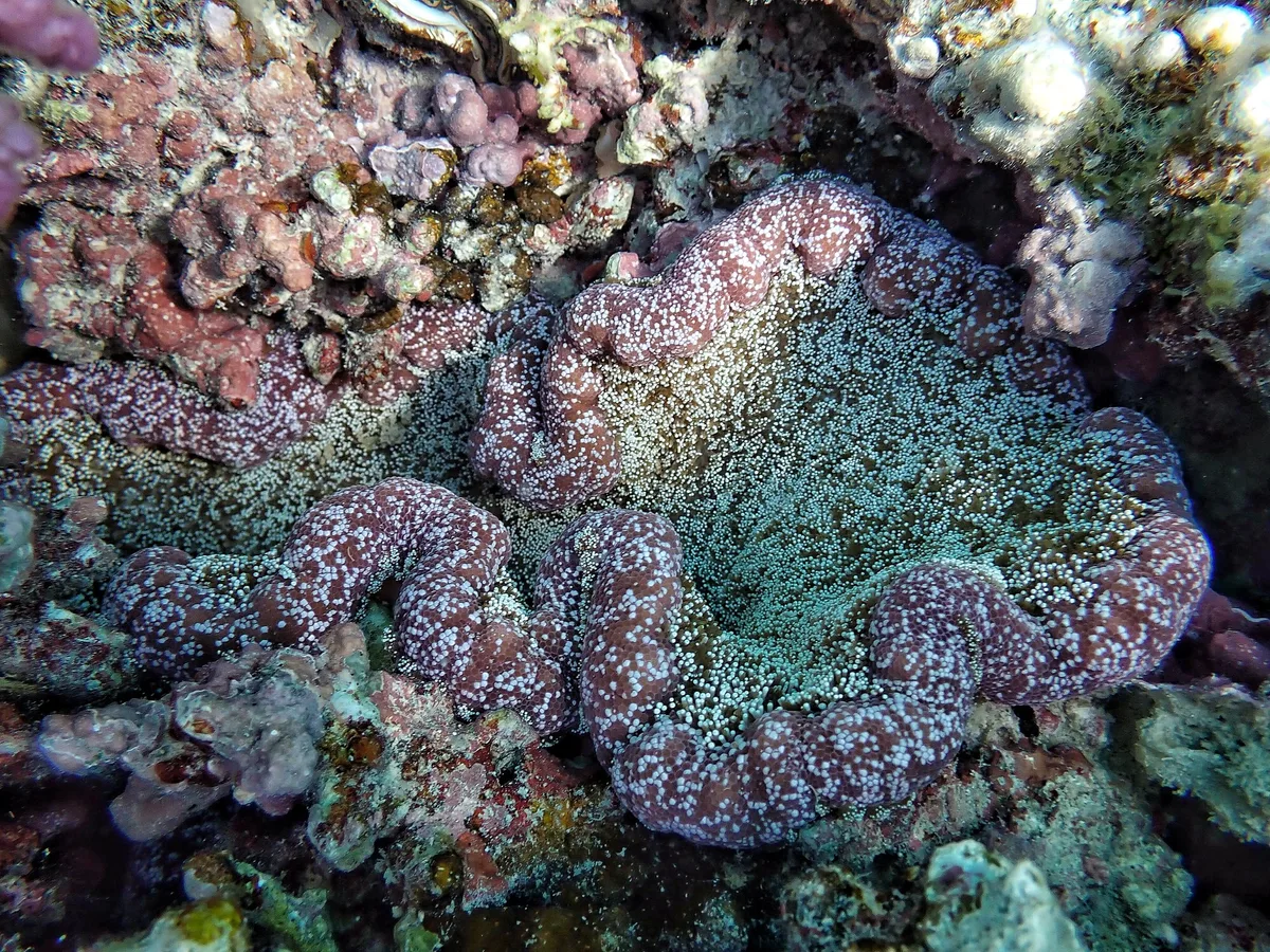 Липкий морской анемон. Adhesive sea anemone. Cryptodendrum adhaesivum. (Thalassianthidae).