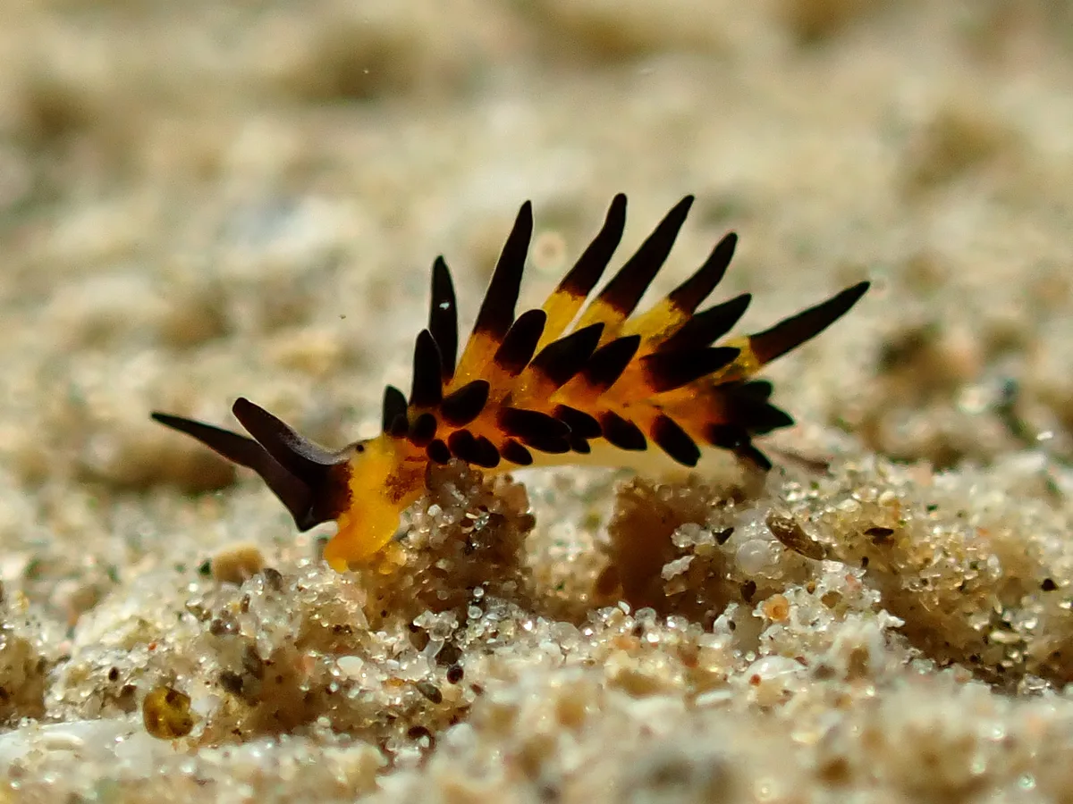 Placida Kevinleei