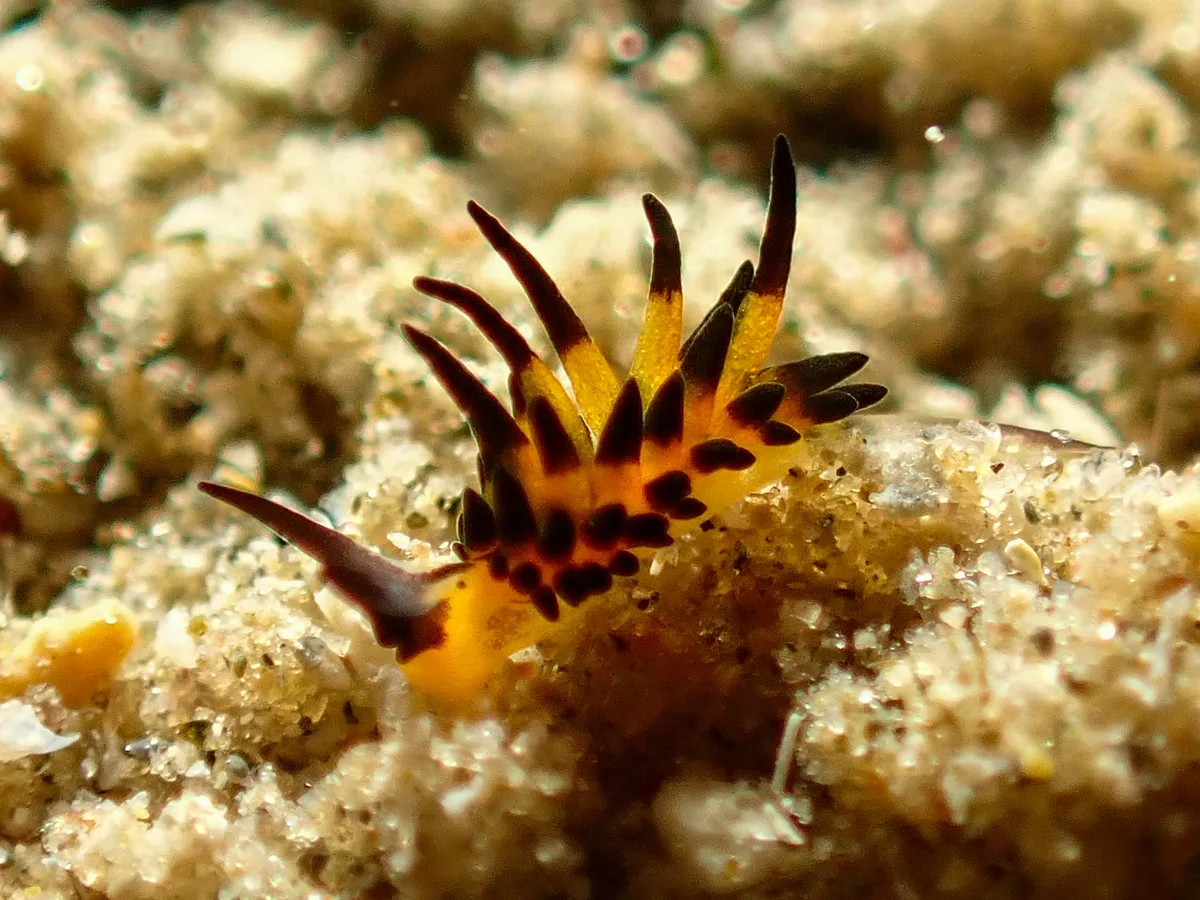 Placida Kevinleei