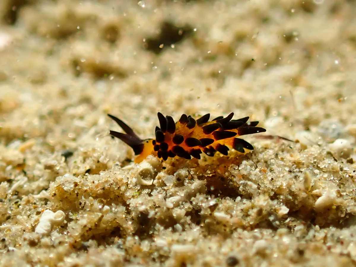 Placida Kevinleei