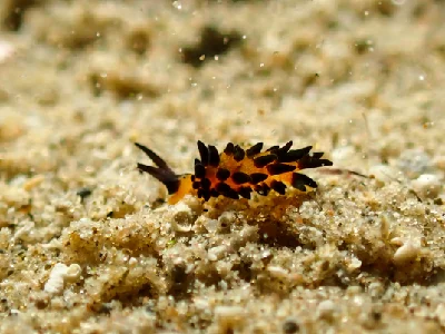 Placida Kevinleei