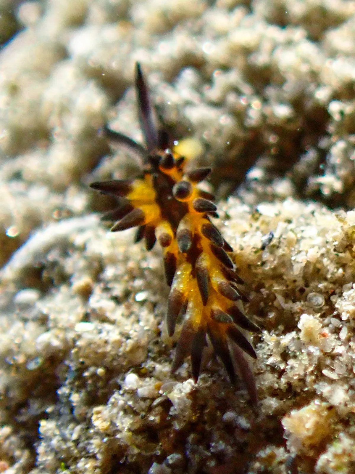 Placida Kevinleei