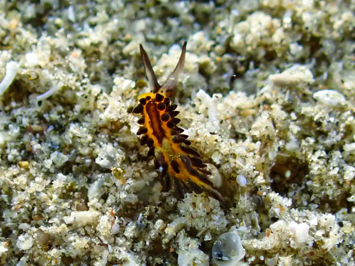 Placida Kevinleei