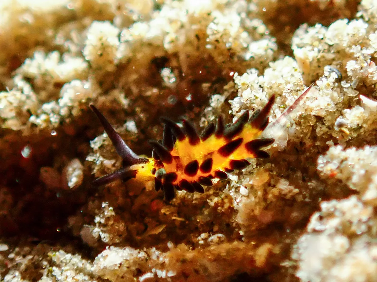 Placida Kevinleei
