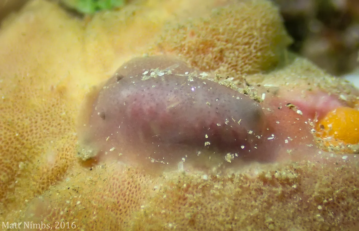 Heterobranchia | Nudibranchia | Actinocyclidae | Hallaxa indecora (Bergh, 1905) - Currarong, NSW