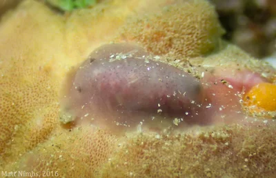 Heterobranchia | Nudibranchia | Actinocyclidae | Hallaxa indecora (Bergh, 1905) - Currarong, NSW