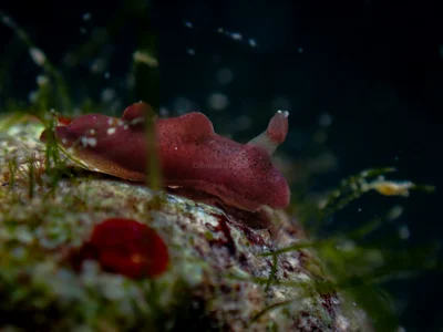 Hallaxa indecora - Machangolhi, Malé, Maldives