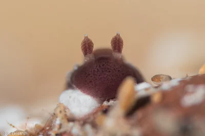 Hallaxa indecora - Red Sea, Southern District, IL