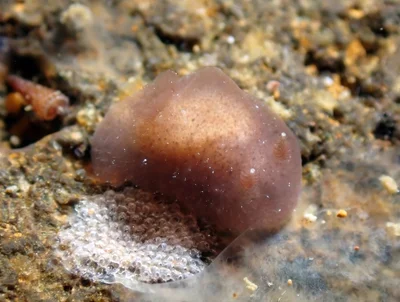 Hallaxa indecora - QW6G+8PF, Mabini, Batangas, Philippines