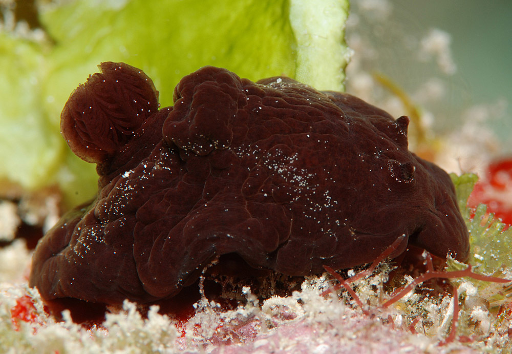 Hallaxa indecora - Kwajalein Atoll, RMI, South Loi sandspit