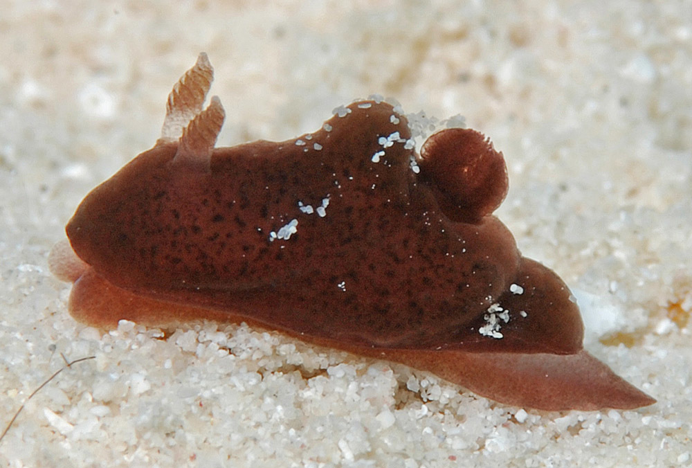 Hallaxa indecora - Kwajalein Atoll, RMI, Gugeegue Island lagoon reef