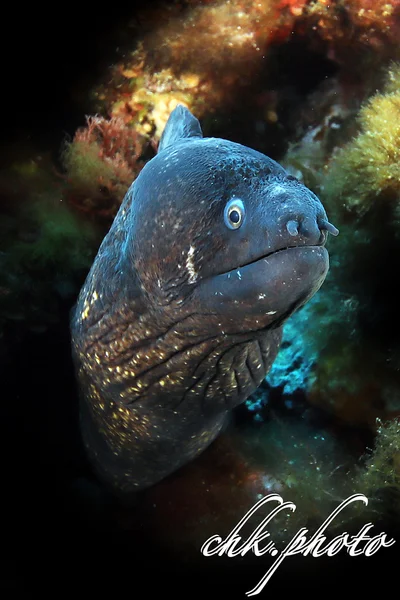 Moray Eel - Gymnothorax hepaticus - Muräne