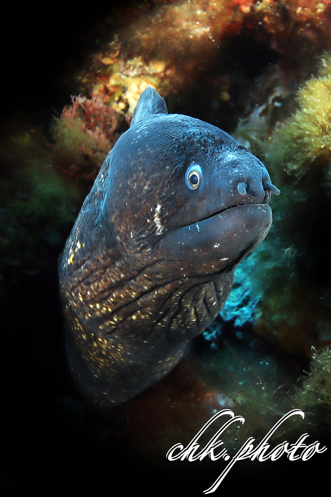 Moray Eel - Gymnothorax hepaticus - Muräne