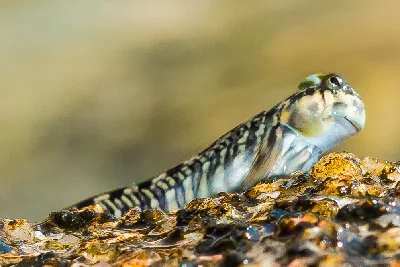 Plain Rockskipper