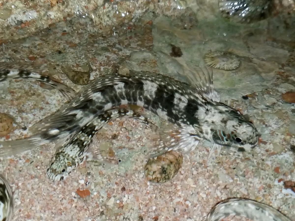 Istiblennius unicolor - XC87+275, Qesm Sharm Ash Sheikh, Южная Сина 8753004, Египет