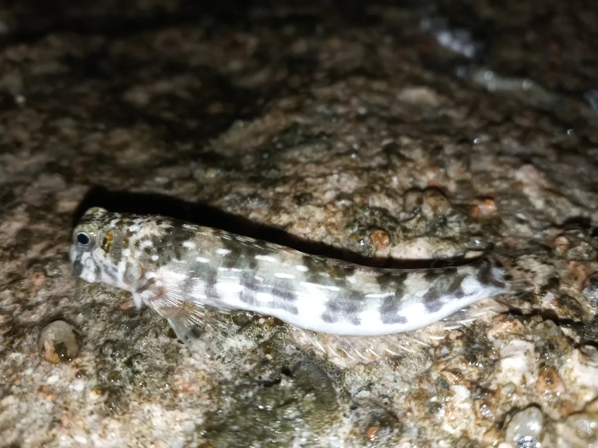 Istiblennius unicolor - XC87+275, Qesm Sharm Ash Sheikh, Южная Сина 8753004, Египет
