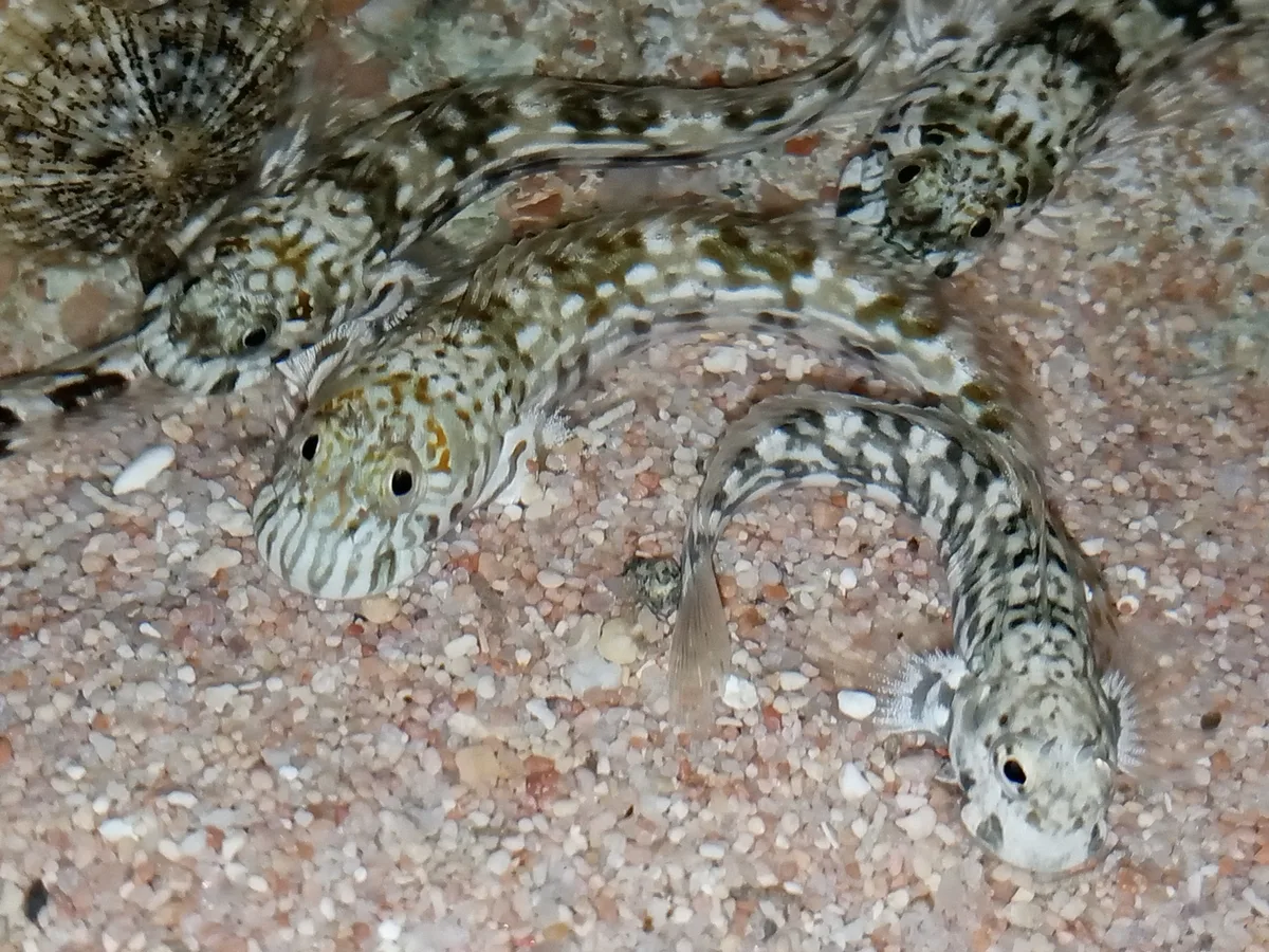 Istiblennius unicolor - XC87+275, Qesm Sharm Ash Sheikh, Южная Сина 8753004, Египет