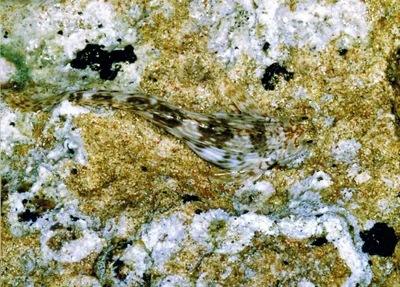 Istiblennius unicolor - Sharm Al Sheikh - Raas Mohammed, Qesm Sharm Ash Sheikh, South Sinai Governorate 8750001, Egypt